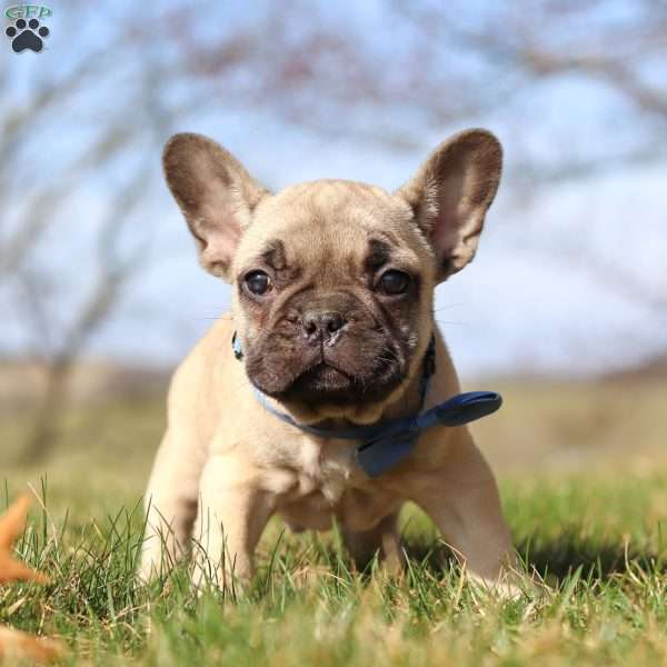 Wade, French Bulldog Puppy